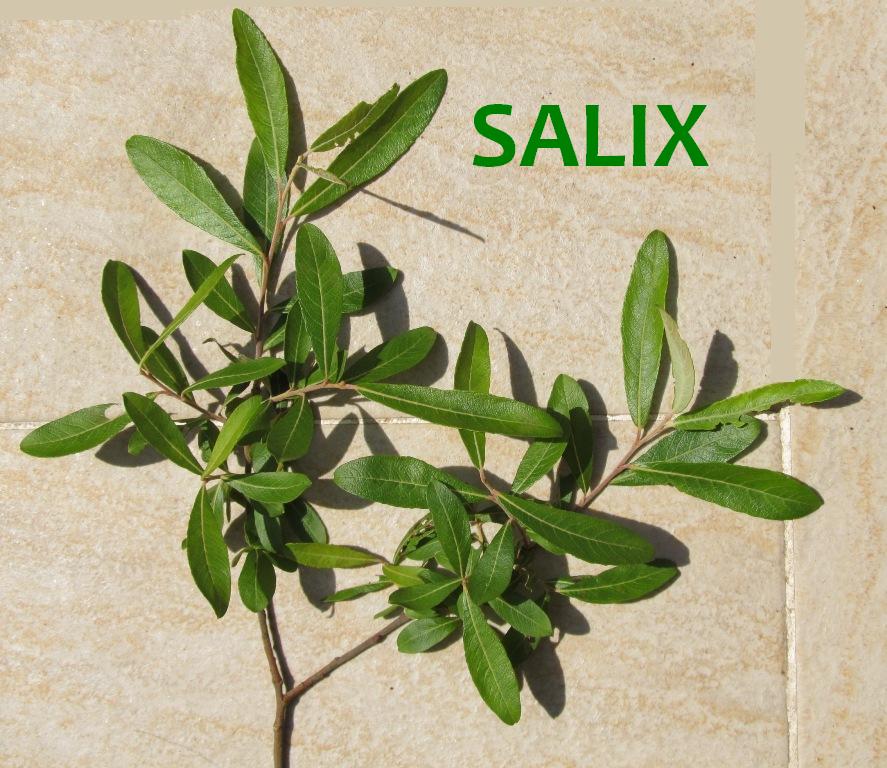 Salix atrocinerea / Salice di Gallura